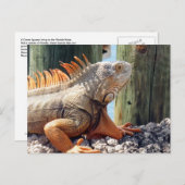 Iguana Briefkaart (Voorkant / Achterkant)