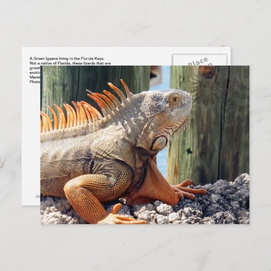 Iguana Briefkaart (Voorkant / Achterkant)