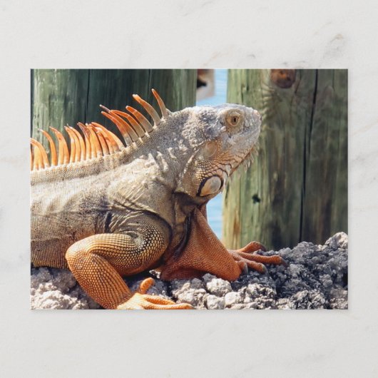 Iguana Briefkaart (Voorkant)