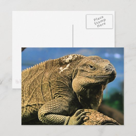 Iguana Briefkaart (Voorkant / Achterkant)