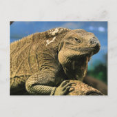 Iguana Briefkaart (Voorkant)