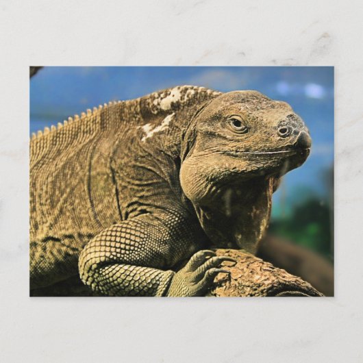 Iguana Briefkaart (Voorkant)