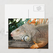 Iguana Briefkaart (Voorkant / Achterkant)