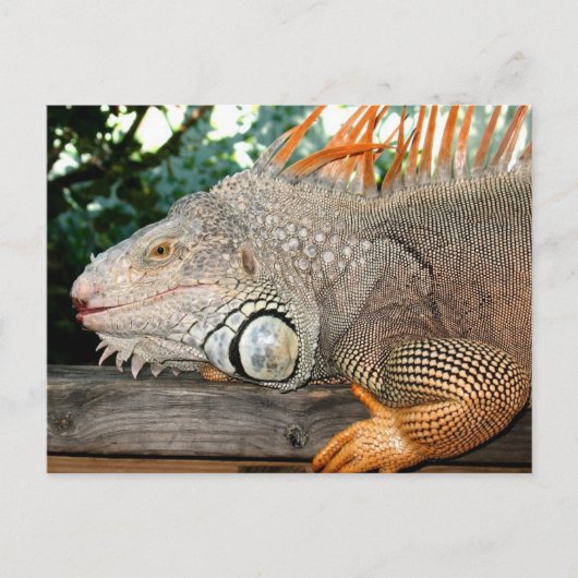 Iguana Briefkaart (Voorkant)