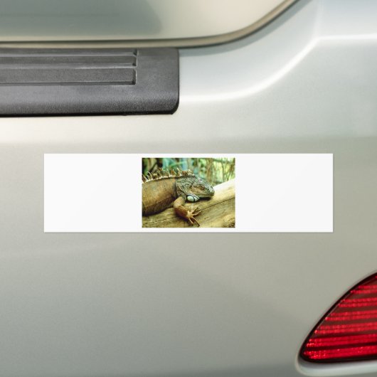 Iguana Bumpersticker (Op auto)