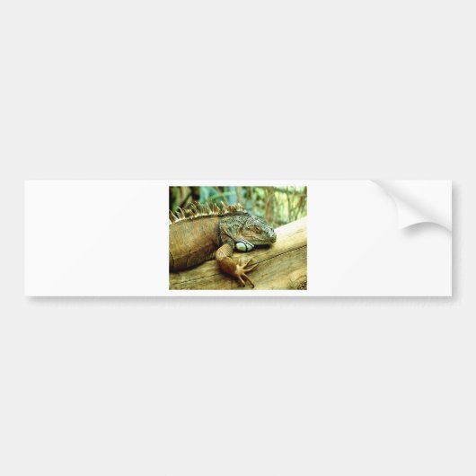 Iguana Bumpersticker (Voorkant)