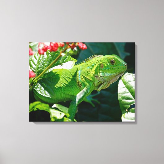 Iguana Canvas Afdruk (Voorkant)