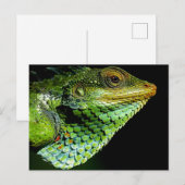 Iguana Close-up Foto Briefkaart (Voorkant / Achterkant)