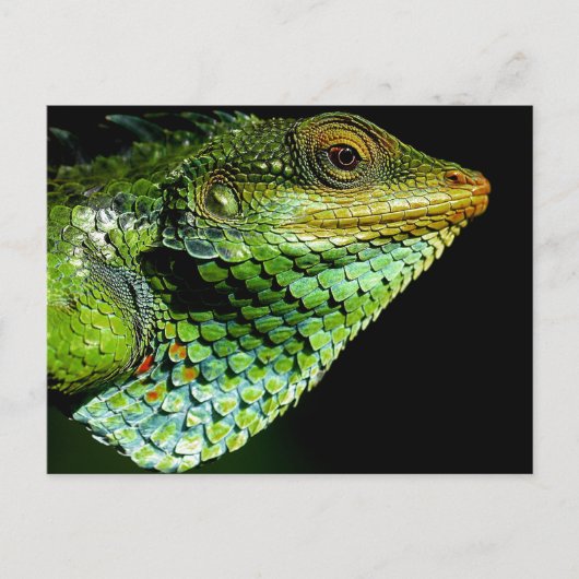 Iguana Close-up Foto Briefkaart (Voorkant)