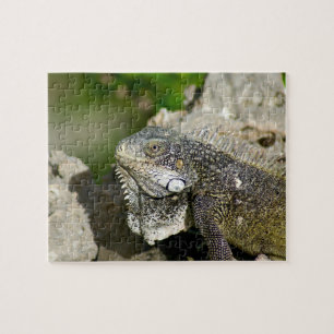 Iguana, Curaçao, Caraïbische eilanden, Foto Legpuzzel