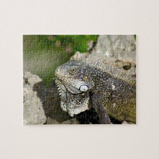 Iguana, Curaçao, Caraïbische eilanden, Foto Legpuzzel (Horizontaal)