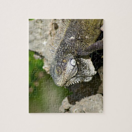 Iguana, Curaçao, Caraïbische eilanden, Foto Legpuzzel (Verticaal)