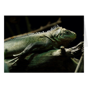 Iguana delicatissima