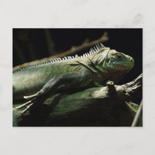 Iguana delicatissima briefkaart