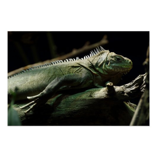 Iguana delicatissima perfect poster (Voorkant)