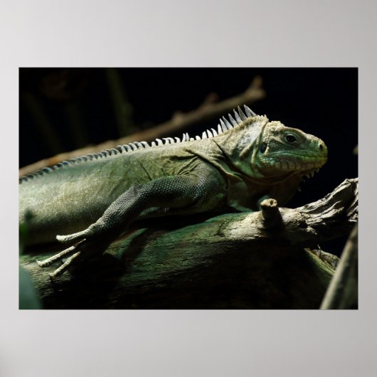 Iguana delicatissima poster (Voorkant)