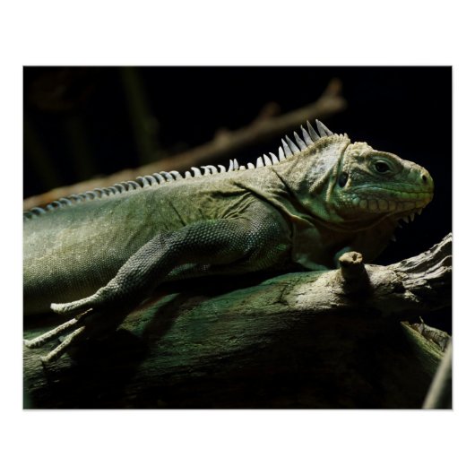 Iguana delicatissima poster (Voorkant)