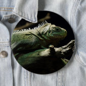 Iguana delicatissima ronde button 6,0 cm (In situ)