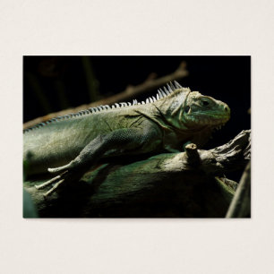 Iguana delicatissima visitekaartjes