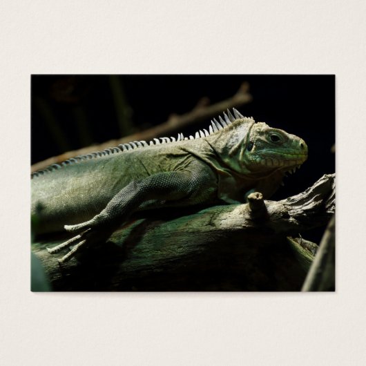 Iguana delicatissima visitekaartjes (Voorkant)