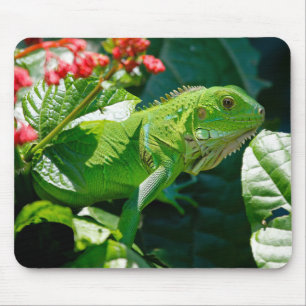 Iguana, Dier, Natuur Muismat