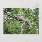 Iguana en Monagas Briefkaart (Voorkant)