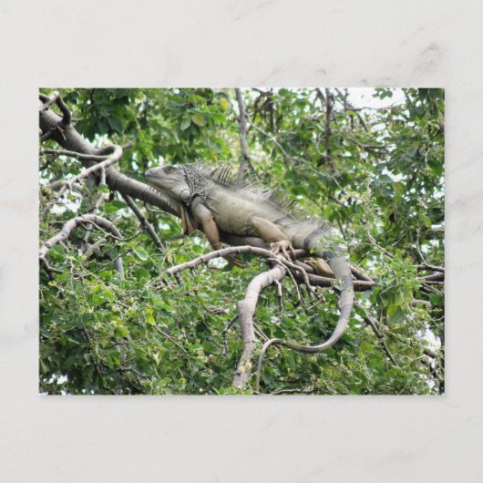 Iguana en Monagas Briefkaart (Voorkant)
