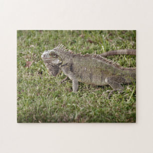 Iguana Exotic Reptile Pet Lizard Legpuzzel