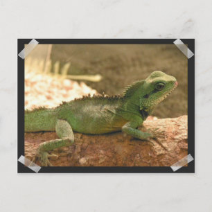 Iguana Foto's Briefkaart