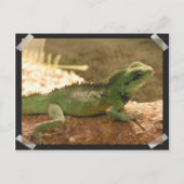 Iguana Foto's Briefkaart (Voorkant)
