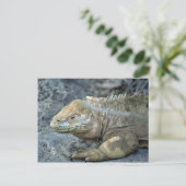 Iguana, Galapagos Briefkaart (Staand voorkant)