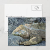 Iguana, Galapagos Briefkaart (Voorkant / Achterkant)