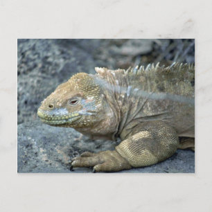 Iguana, Galapagos Briefkaart
