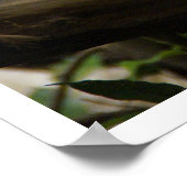 Iguana in de boom poster (Hoek)