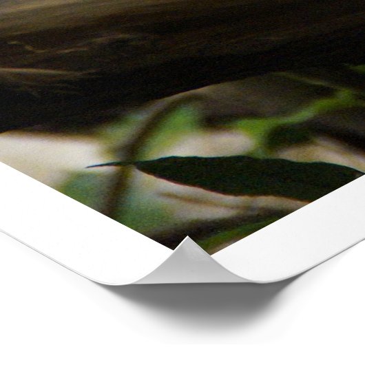 Iguana in de boom poster (Hoek)