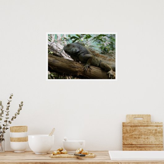 Iguana in de boom poster (Keuken)