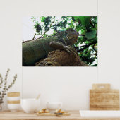 Iguana in een boom poster (Keuken)