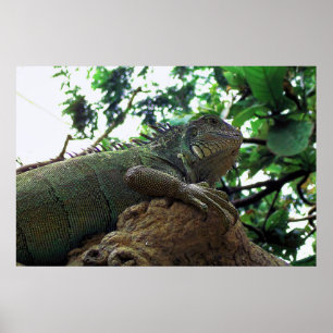 Iguana in een boom poster