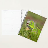 Iguana in Florida 2024 Planner (Display)