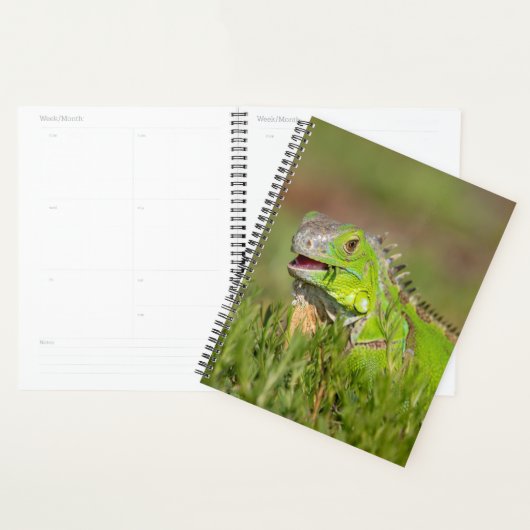 Iguana in Florida 2024 Planner (Display)