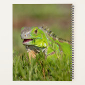 Iguana in Florida 2024 Planner (Achterkant)