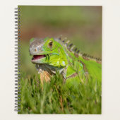 Iguana in Florida 2024 Planner (Voorkant)