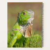 Iguana in Florida 2024 Planner (Achterkant)
