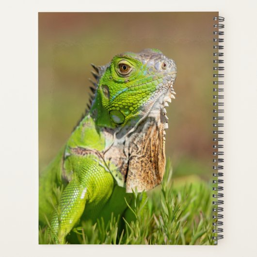 Iguana in Florida 2024 Planner (Achterkant)