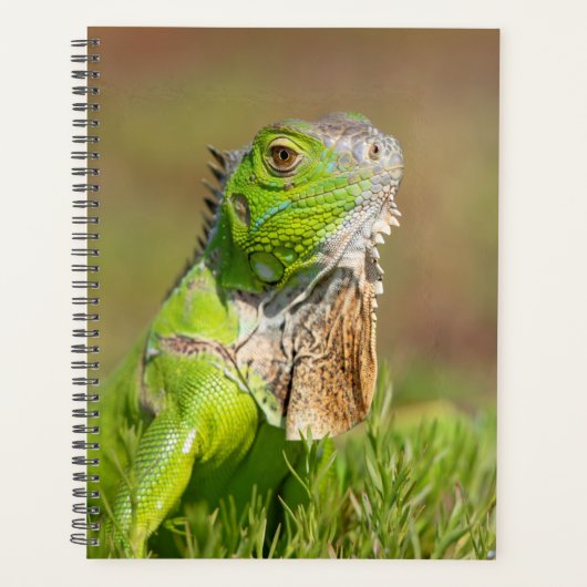 Iguana in Florida 2024 Planner (Voorkant)