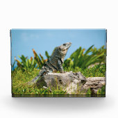 Iguana in Mexico Fotoblokken (Voorkant)