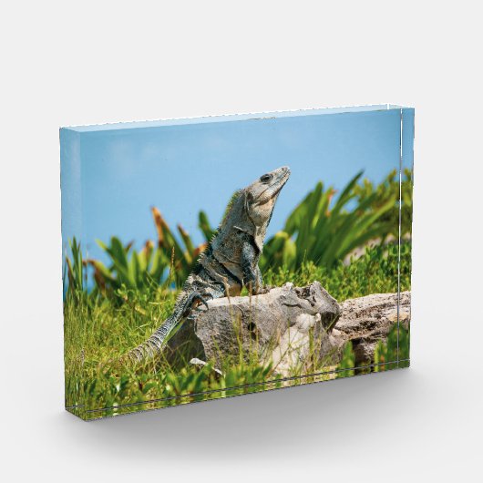 Iguana in Mexico Fotoblokken (Links)