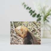 Iguana, Isla Seymour, Galapagos. Briefkaart (Staand voorkant)