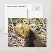 Iguana, Isla Seymour, Galapagos. Briefkaart (Voorkant / Achterkant)