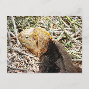 Iguana, Isla Seymour, Galapagos. Briefkaart